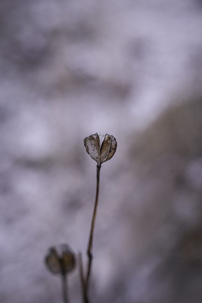 _DSF8194-2